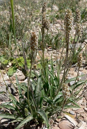 404px-plantago_ovata_form