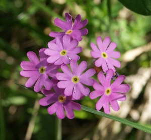 642px-primula_farinosa_flowers_100704