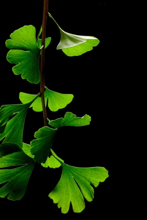 ginkgo_biloba_leaves_-_black_background1