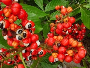 guarana