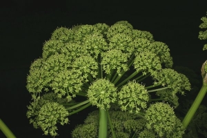 planta-medicinal-angelica