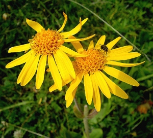 planta-medicinal-arnica