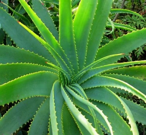 planta-medicinal-babosa