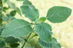 Plectranthus-barbatus-Boldo