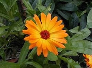 planta-medicinal-calendula1