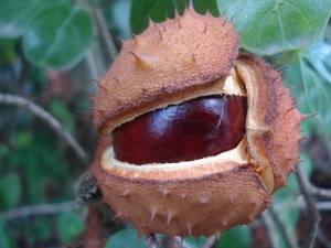 planta-medicinal-castanha-da-india