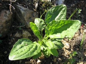 Planta medicinal transagem