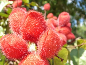 urucum_-_fruto_vermelho