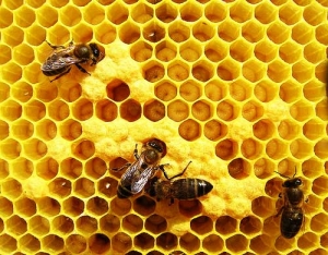 apicultura-abelhas