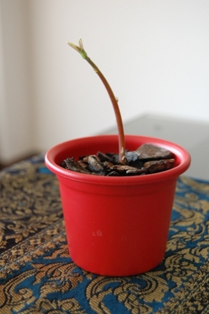 planta-de-abacate