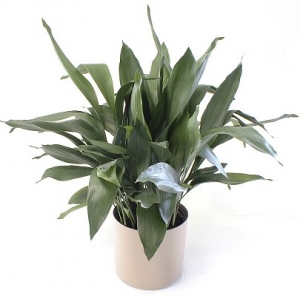 plantar-aspidistra