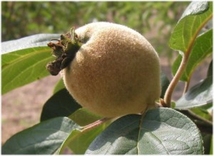 Como cultivar Marmelos – como preparar a marmelada