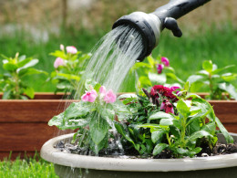 como poupar agua jardim