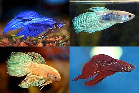 bettas