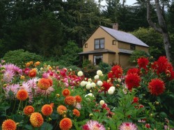 jardim bonito com pouco dinheiro