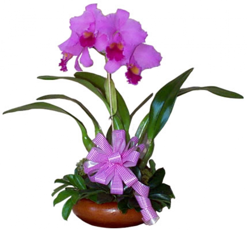 Como plantar orquídeas - Como Fazer