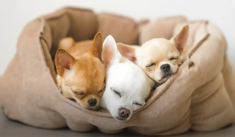 cama-para-cachorro